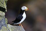 Horned Puffin